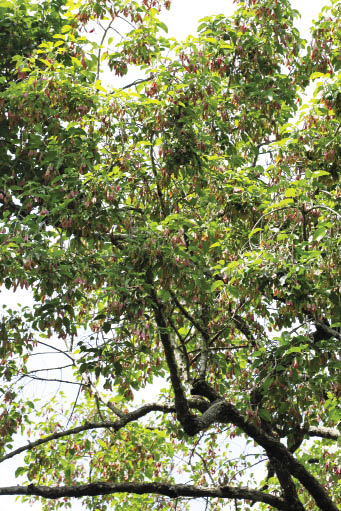 ยางแดง Dipterocarpus turbinatus C.F.Gaertn<br/>DIPTEROCARPACEAE